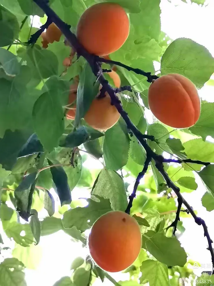 红杏